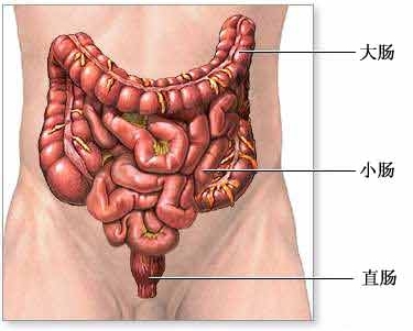 结肠(大肠)连接小肠与直肠.