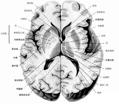 脑的水平切面结构-解剖图片