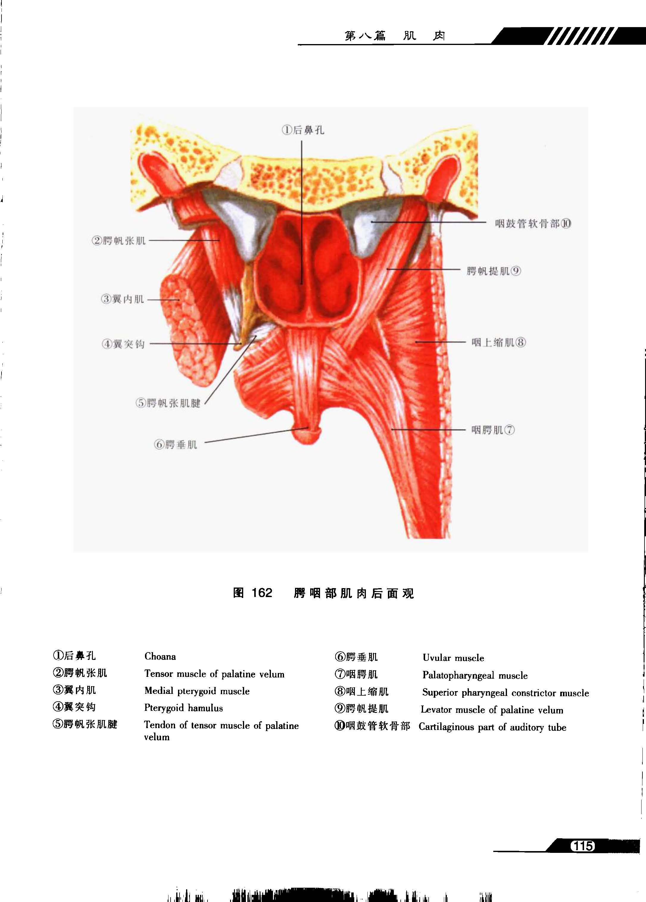 鼻咽部的CT解剖 _咽部ct解剖圖 - 可爾網