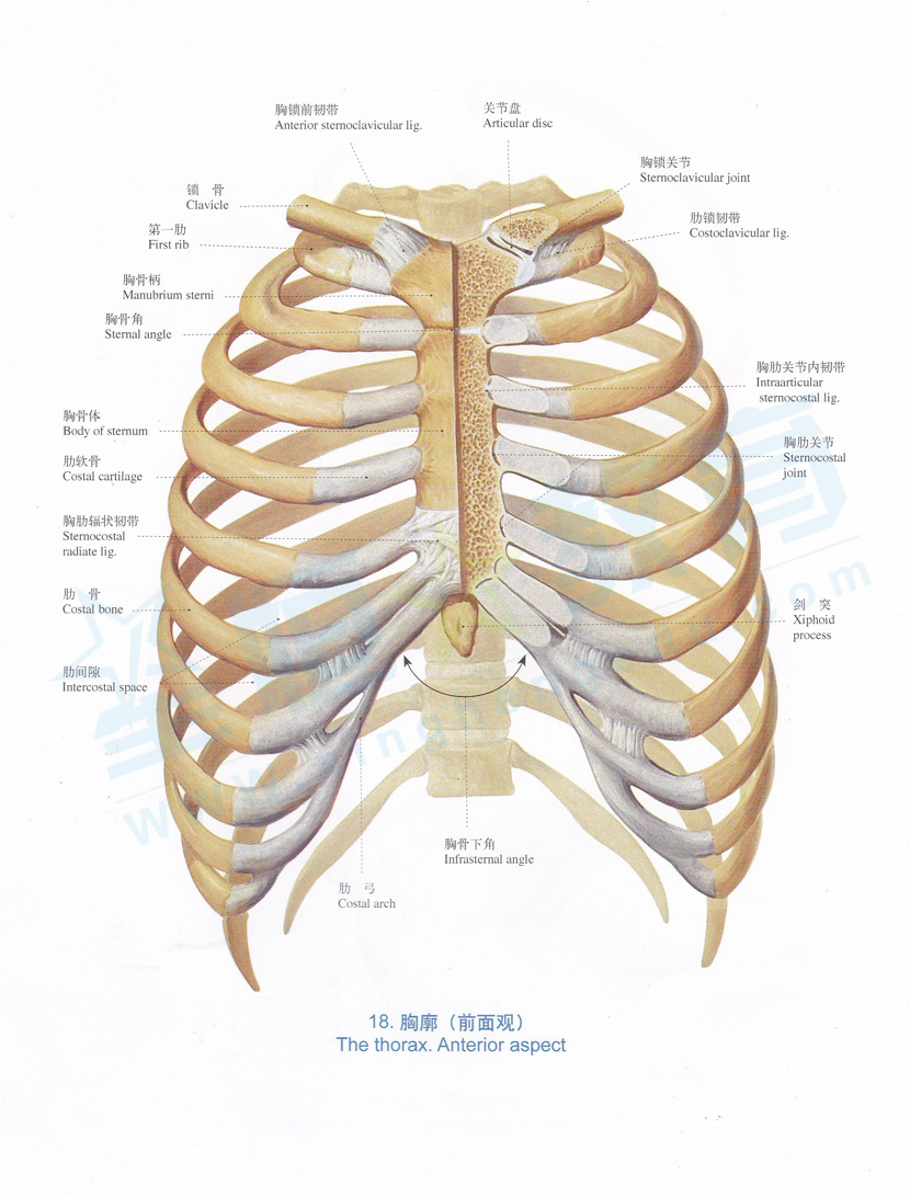 解剖图-胸廓(前面观)