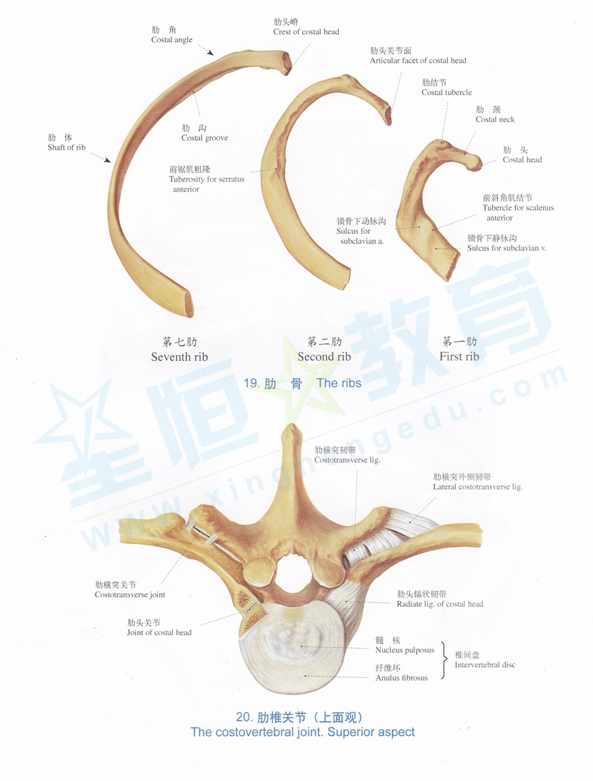 解剖图-肋骨、肋椎关节(上面观)