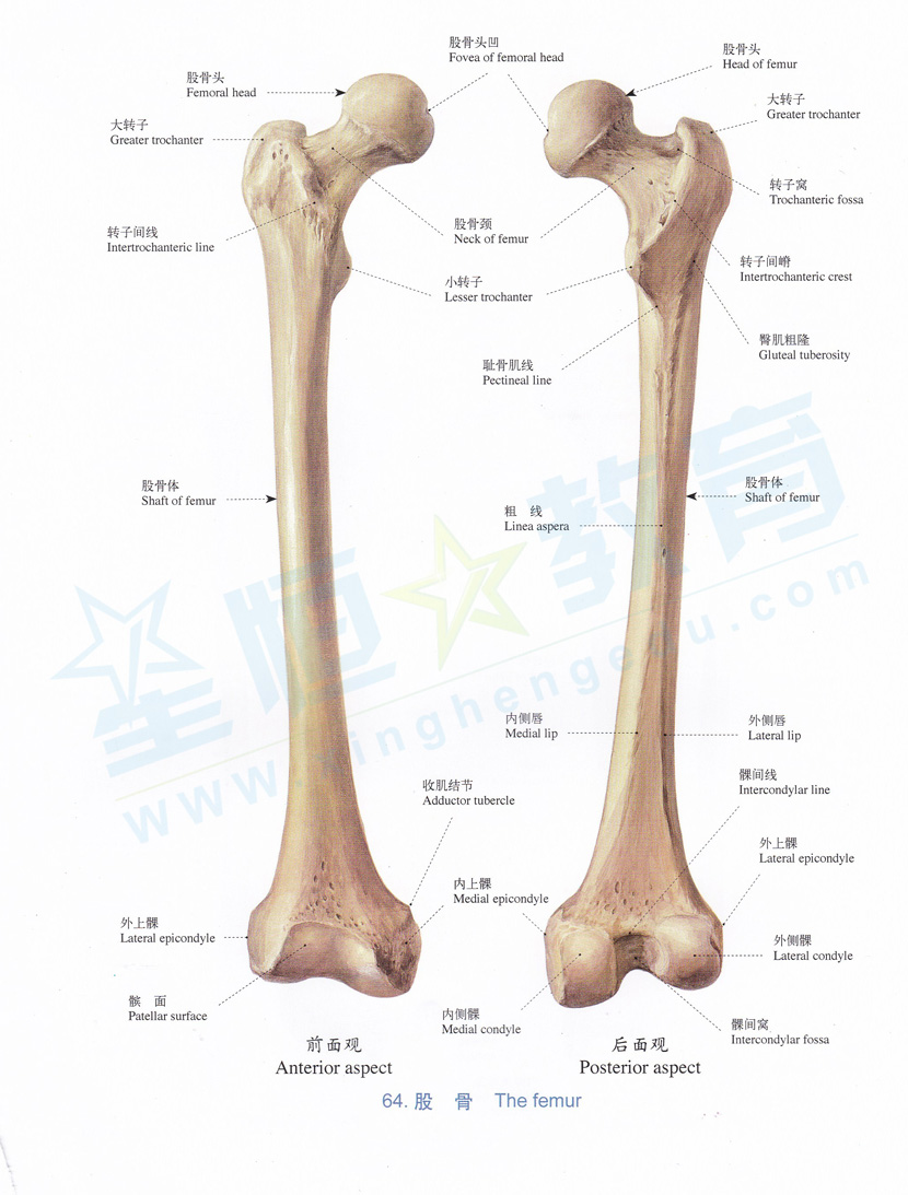 解剖图-股骨