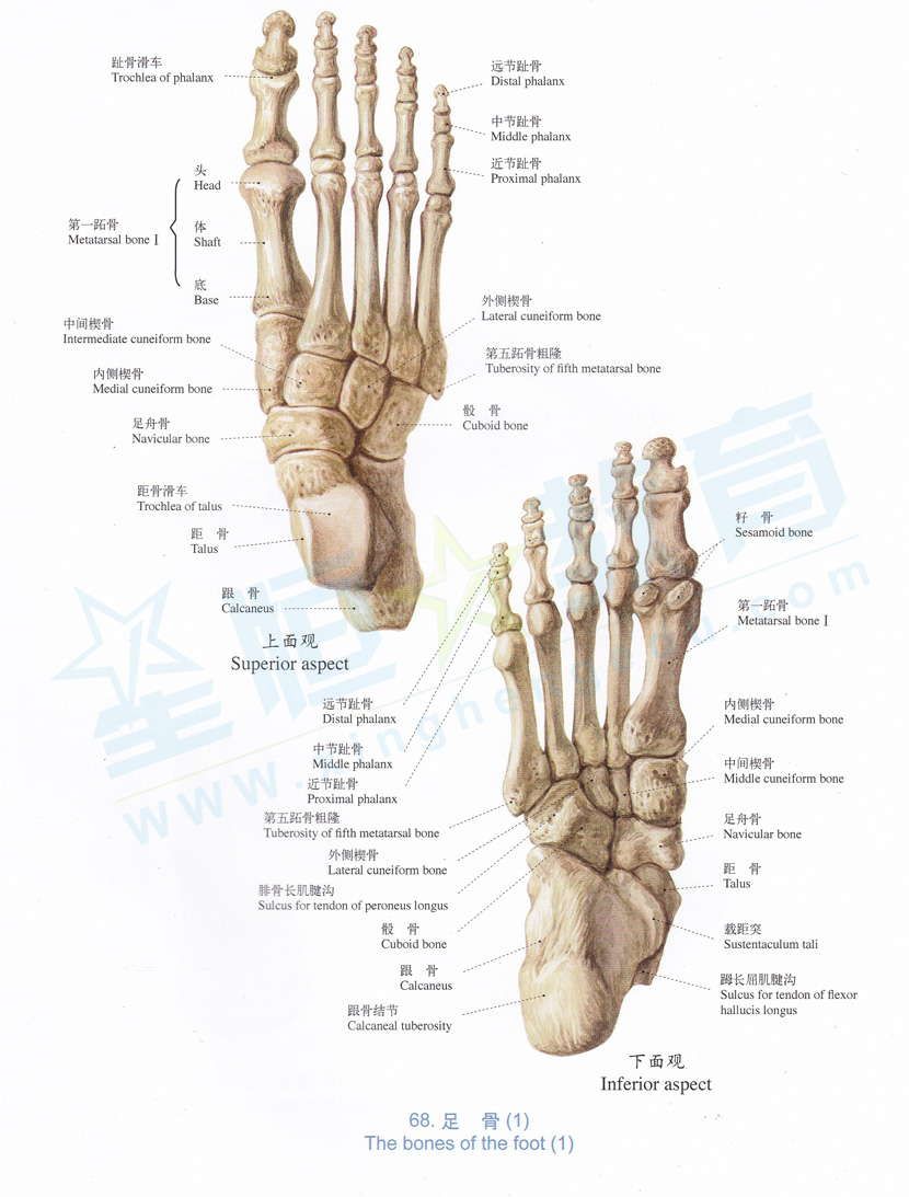 解剖图-足骨1