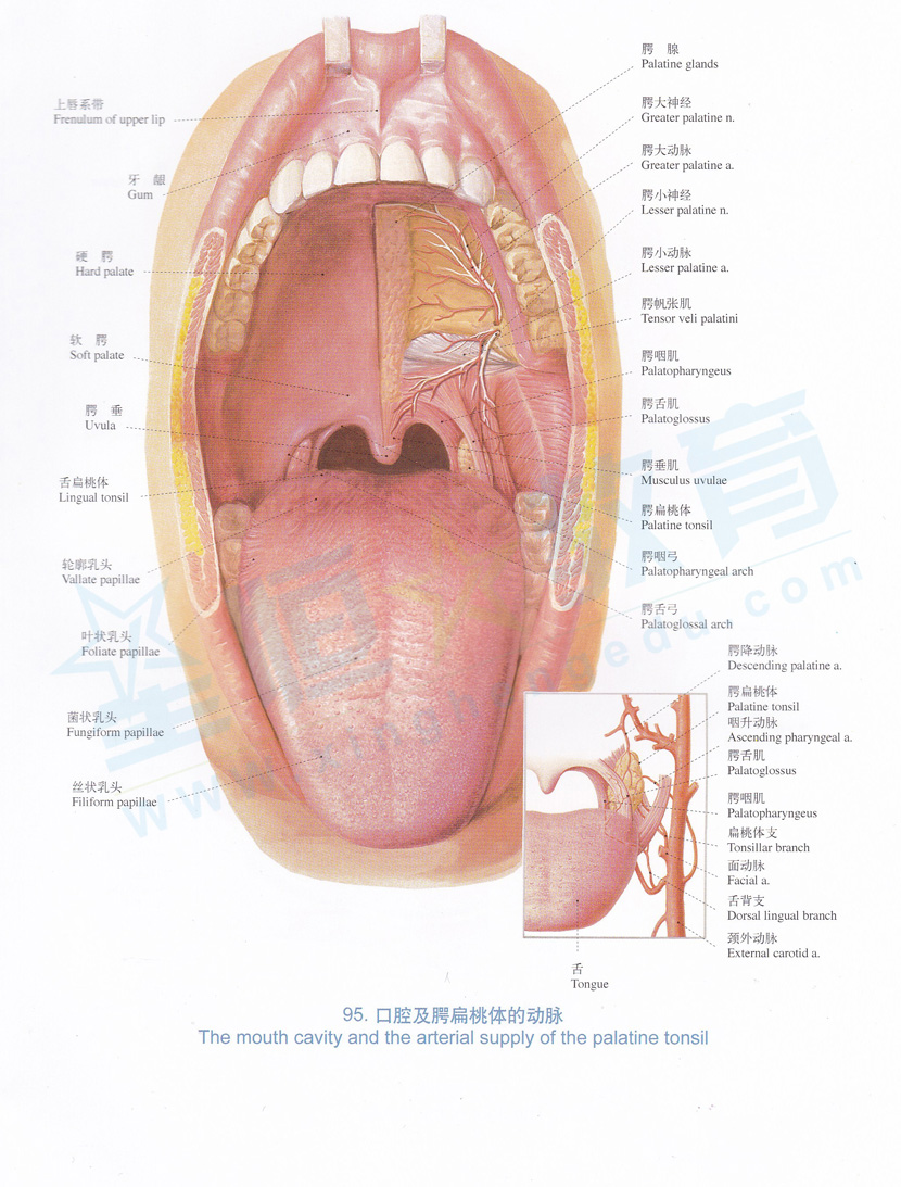 解剖图-口腔及腭扁桃体的动脉