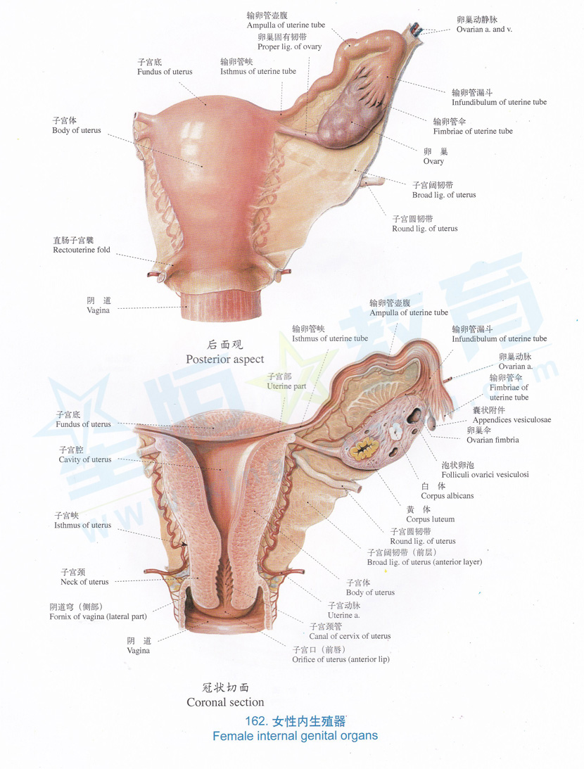 解剖图-女性内生殖器