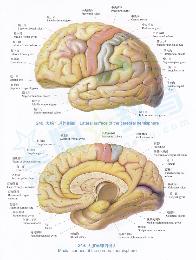 解剖图-大脑半球外侧面,内侧面