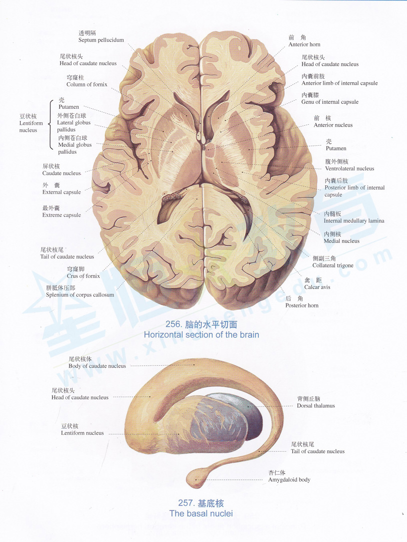 解剖图-脑的水平切面 ,基底核