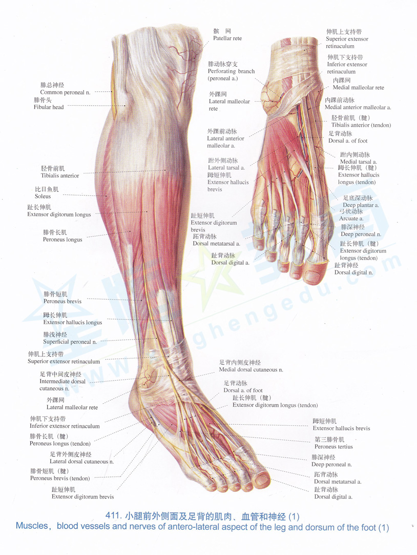解剖图-小腿前外侧面及足背的肌肉,血管和神经(1)